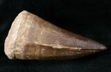 Very Large Mosasaur Tooth - Top % Size #13569-2